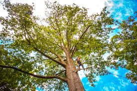 Best Fruit Tree Pruning  in North Canton, OH