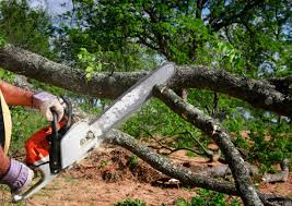 Best Tree Preservation Services  in North Canton, OH