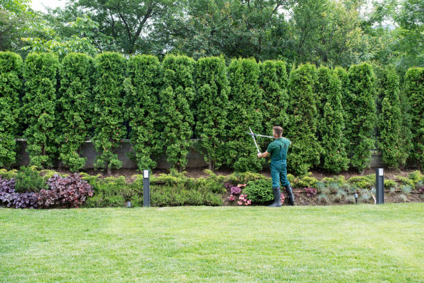 Best Tree Mulching  in North Canton, OH