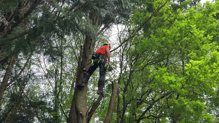 Best Hedge Trimming  in North Canton, OH