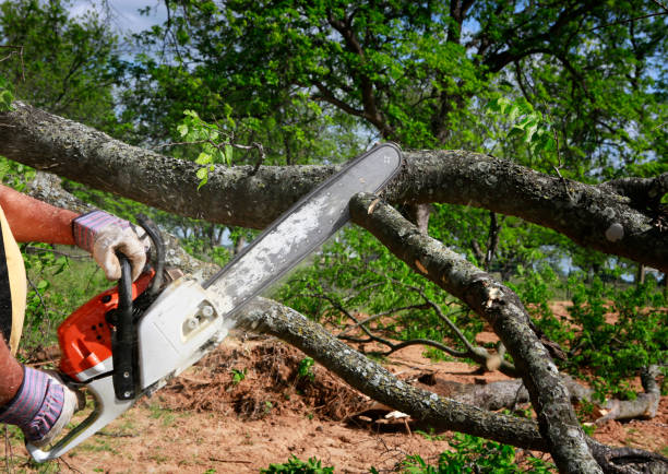 Best Hazardous Tree Removal  in North Canton, OH