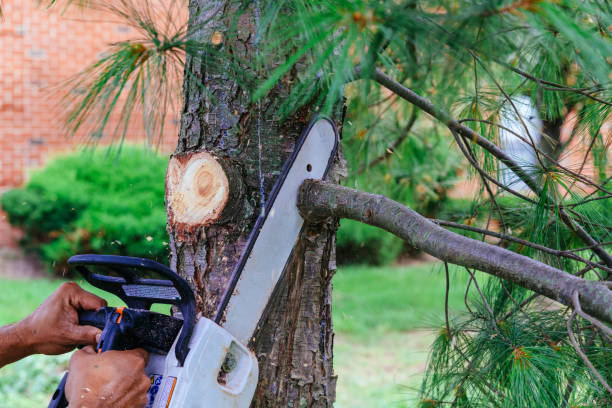 Trusted North Canton, OH Tree Removal Experts